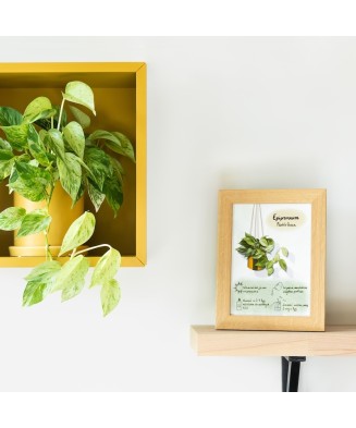 Instrukcja roślinna: EPIPREMNUM Marble Queen
