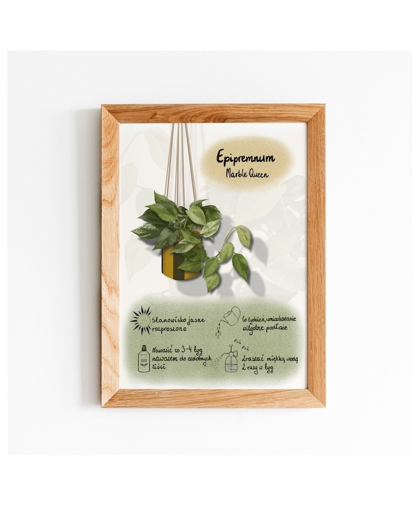 Instrukcja roślinna: EPIPREMNUM Marble Queen Instrukcja roślinna: EPIPREMNUM Marble Queen