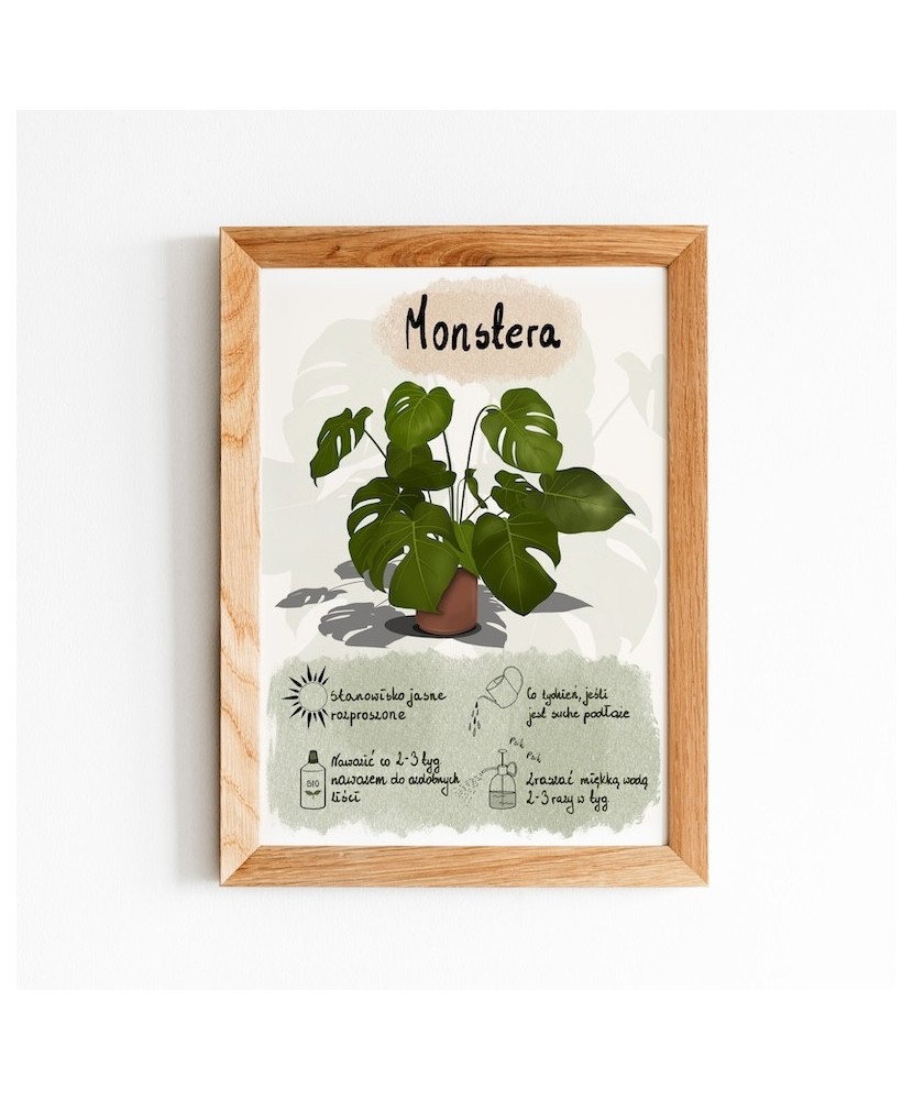 Instrukcja roślinna: MONSTERA Instrukcja roślinna: MONSTERA
