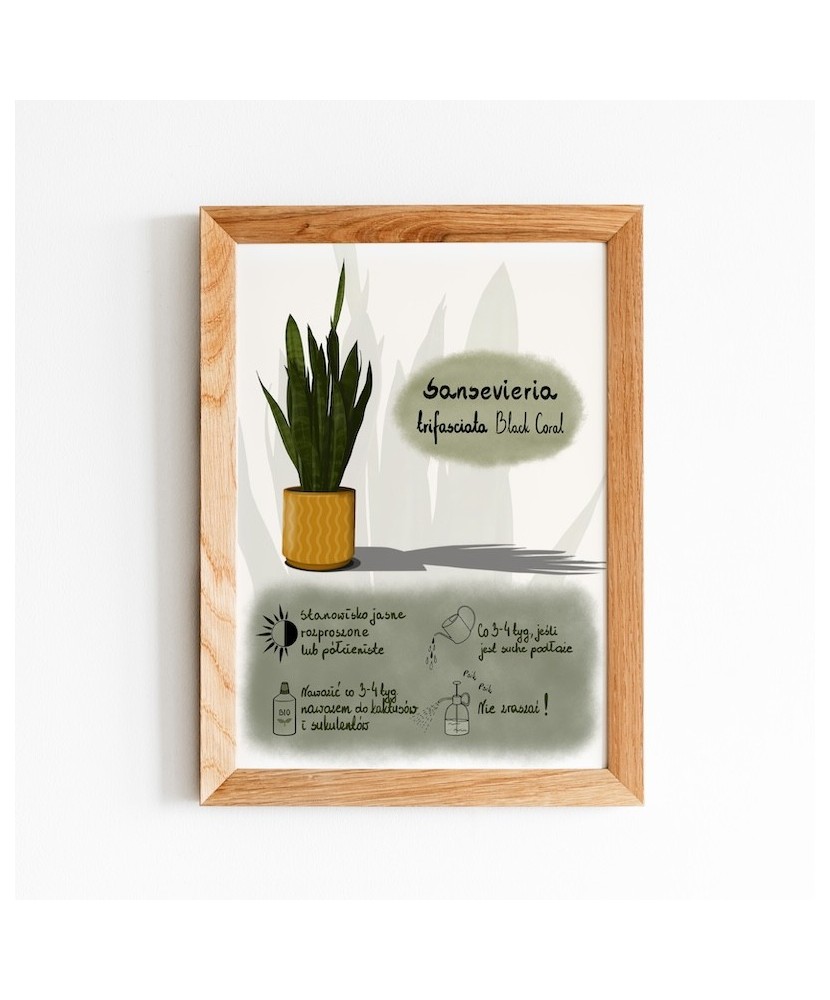 Instrukcja roślinna: SANSEVIERIA Instrukcja roślinna: SANSEVIERIA