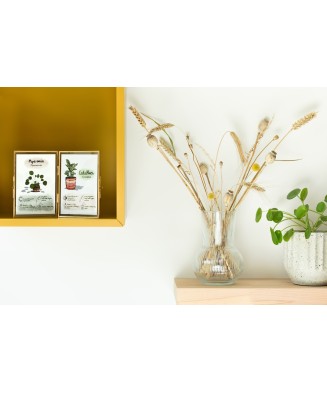 Instrukcja roślinna: PEPEROMIA Peperomioides (pieniążek)