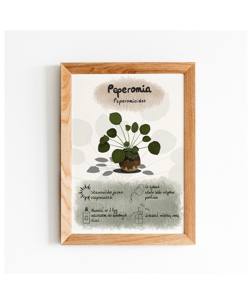 Instrukcja roślinna: PEPEROMIA Peperomioides (pieniążek) Instrukcja roślinna: PEPEROMIA Peperomioides (pieniążek)