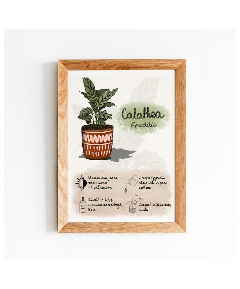 Instrukcja roślinna: CALATHEA Instrukcja roślinna: CALATHEA